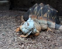 groen leguan IMG_1478